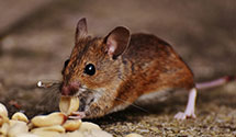 24 Hour & Emergency Exterminators in Sagamore Hls, OH